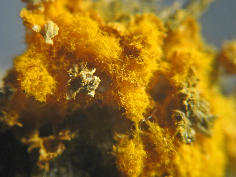 Mixomicete natalizio - Trichia scabra